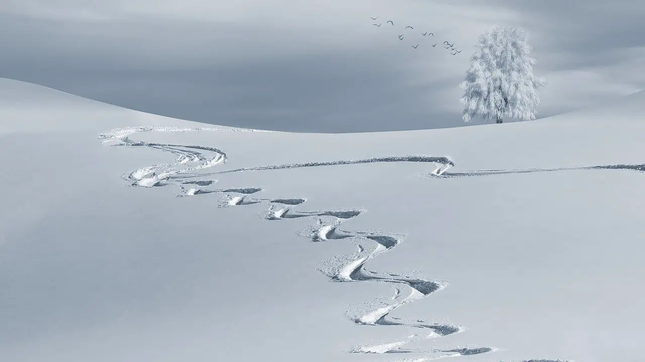 Fresh Ski Tracks Backcountry Whistler 