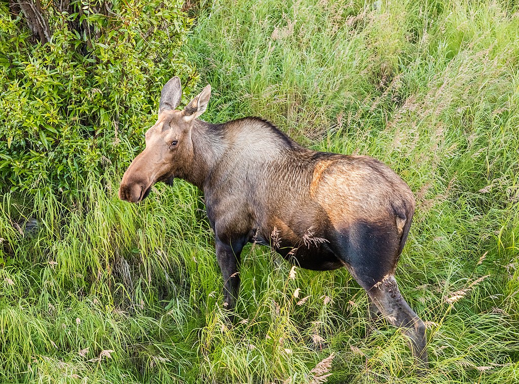 Female Moose "cow" 