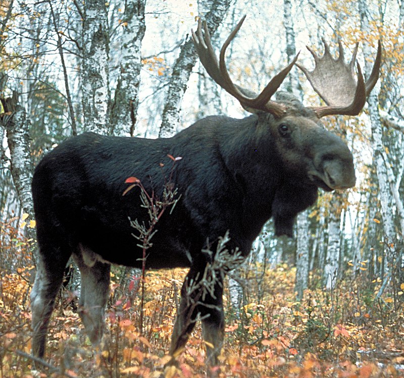 Moose Bull 
