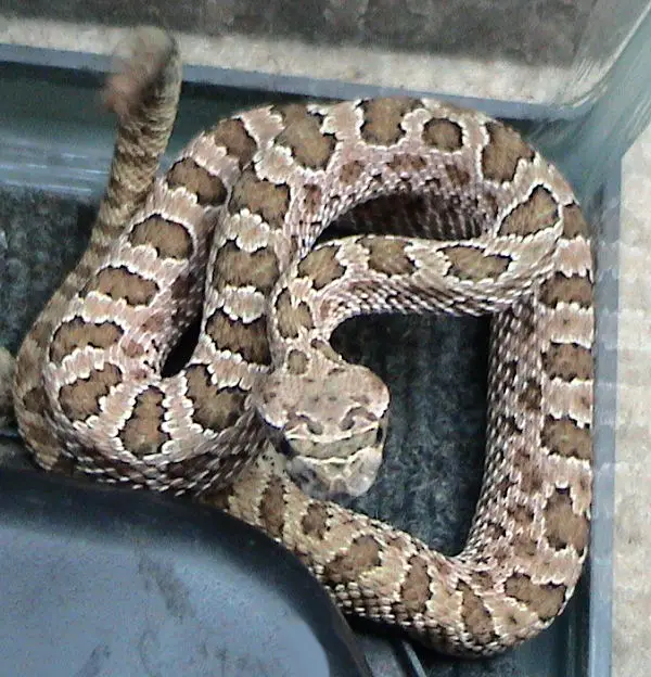 Prairie Rattlesnake 