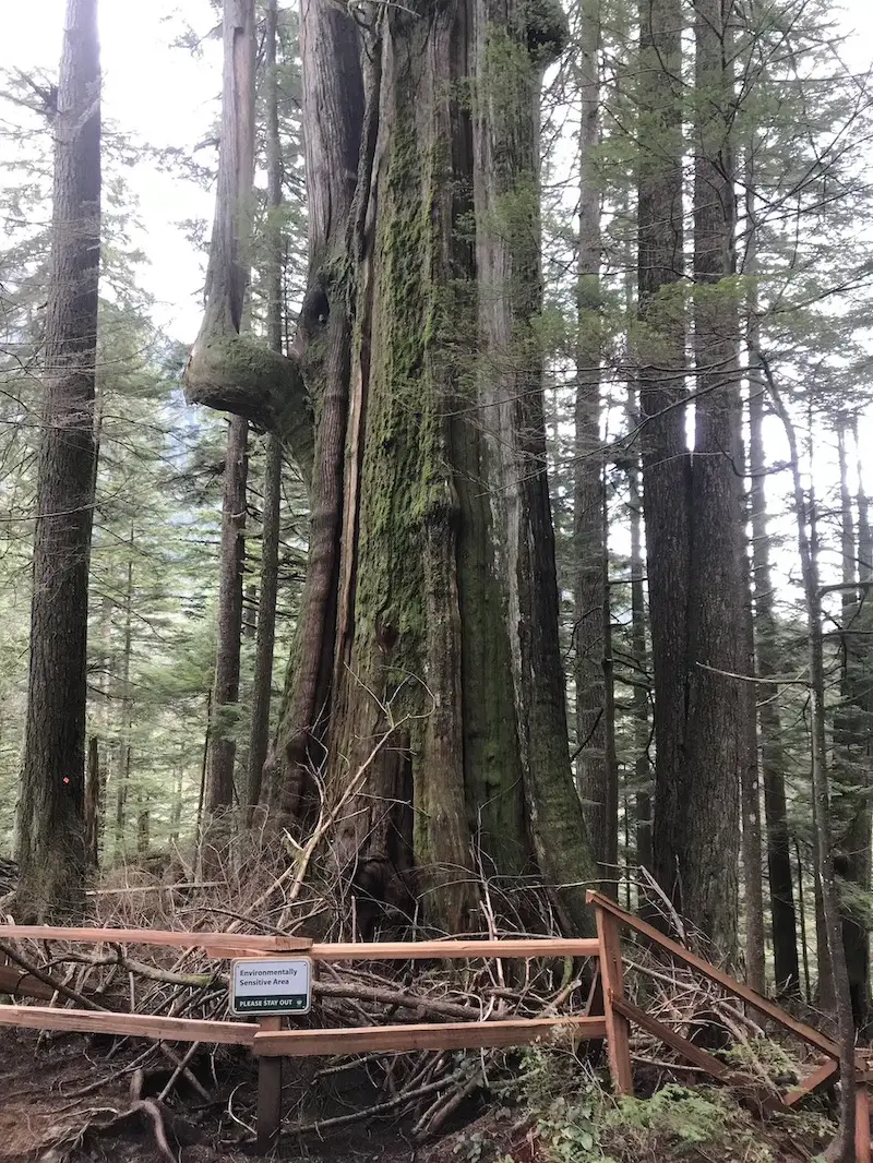 Big Cedar Tree 