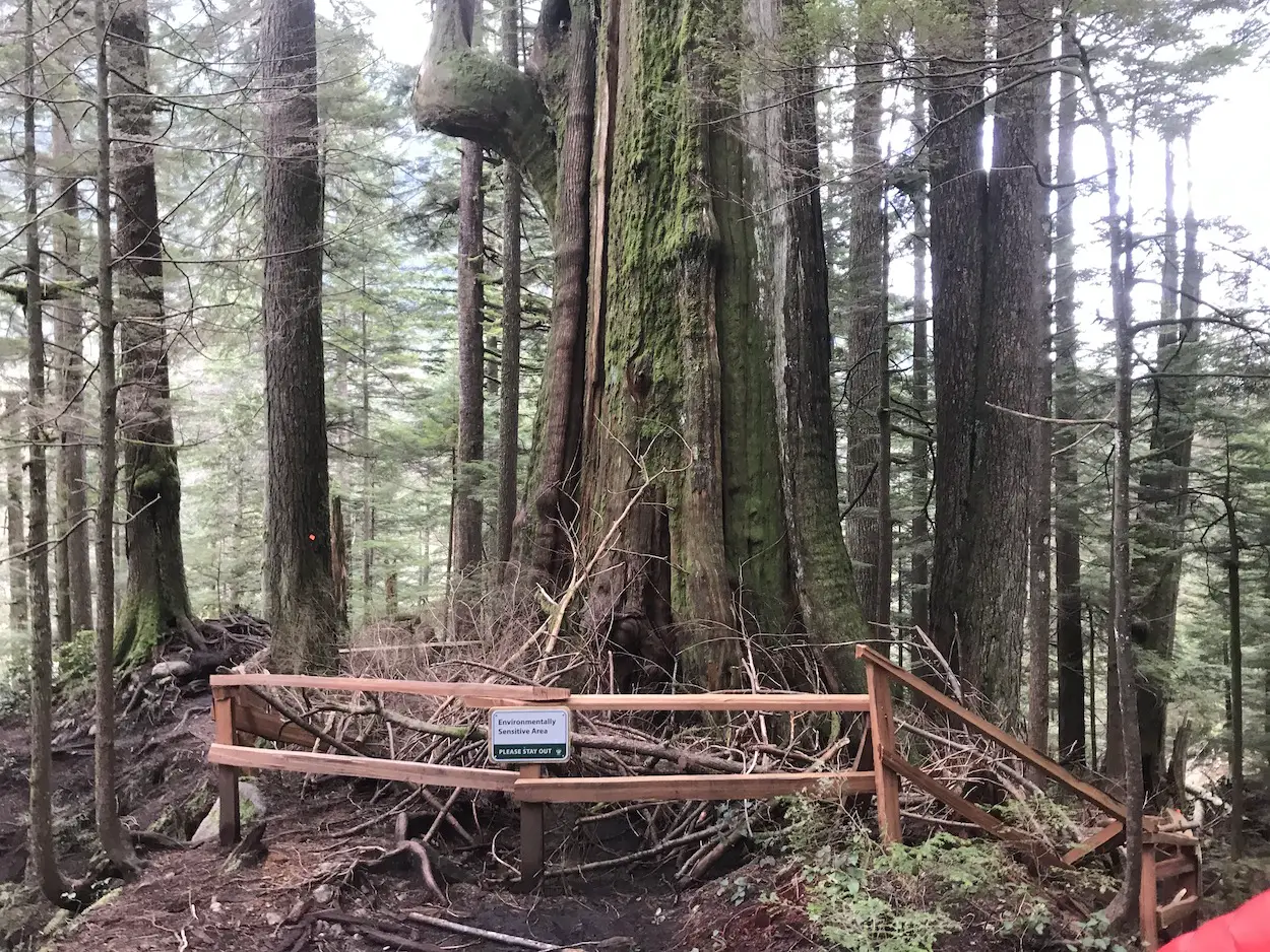 Big Cedar Old Growth Tree North Vancouver