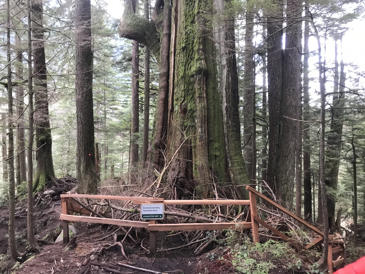 Big Cedar Old Growth Tree North Vancouver 