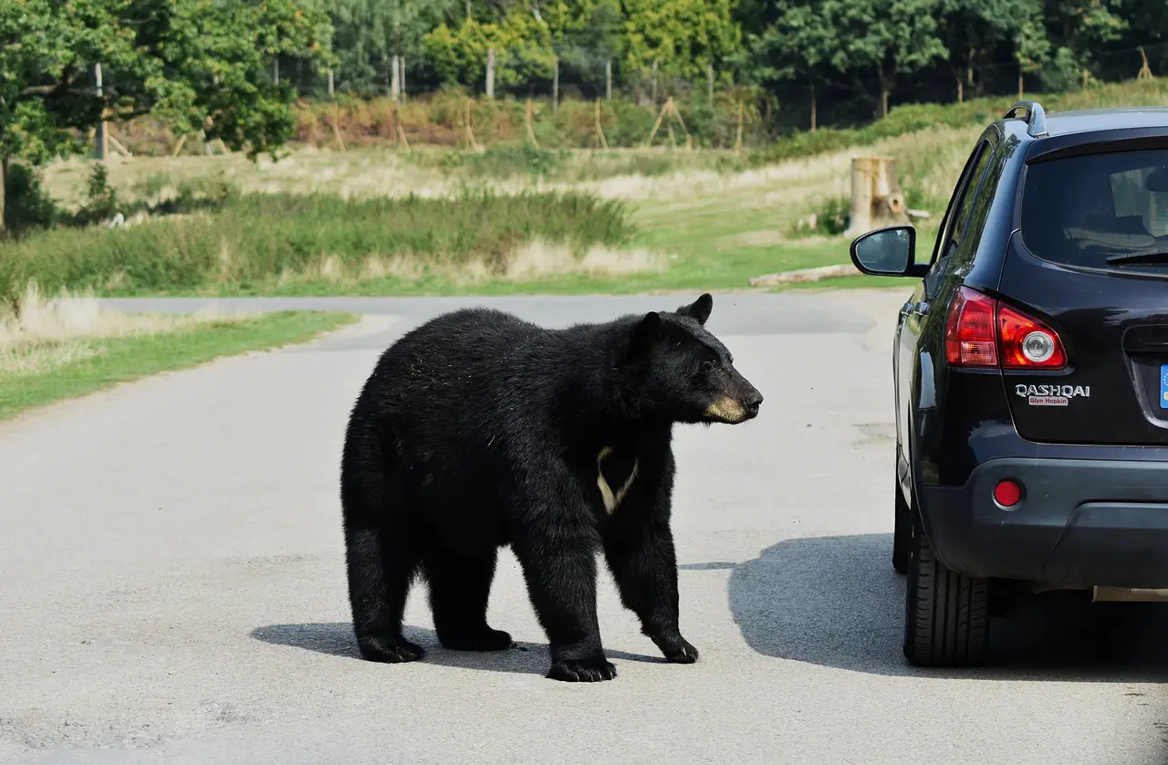 Curious bear close to a vehicle 