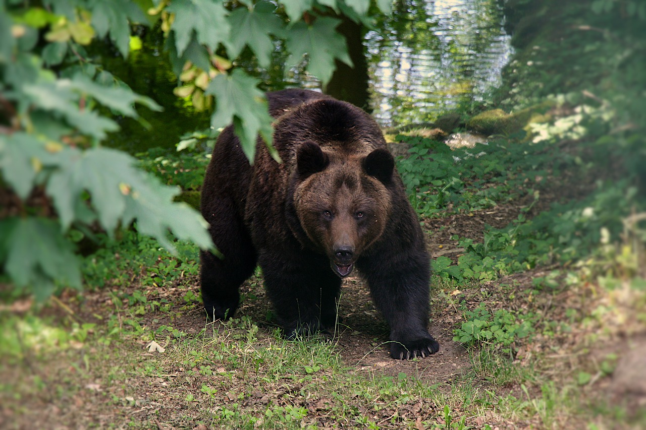 Charging Grizzly Bear 