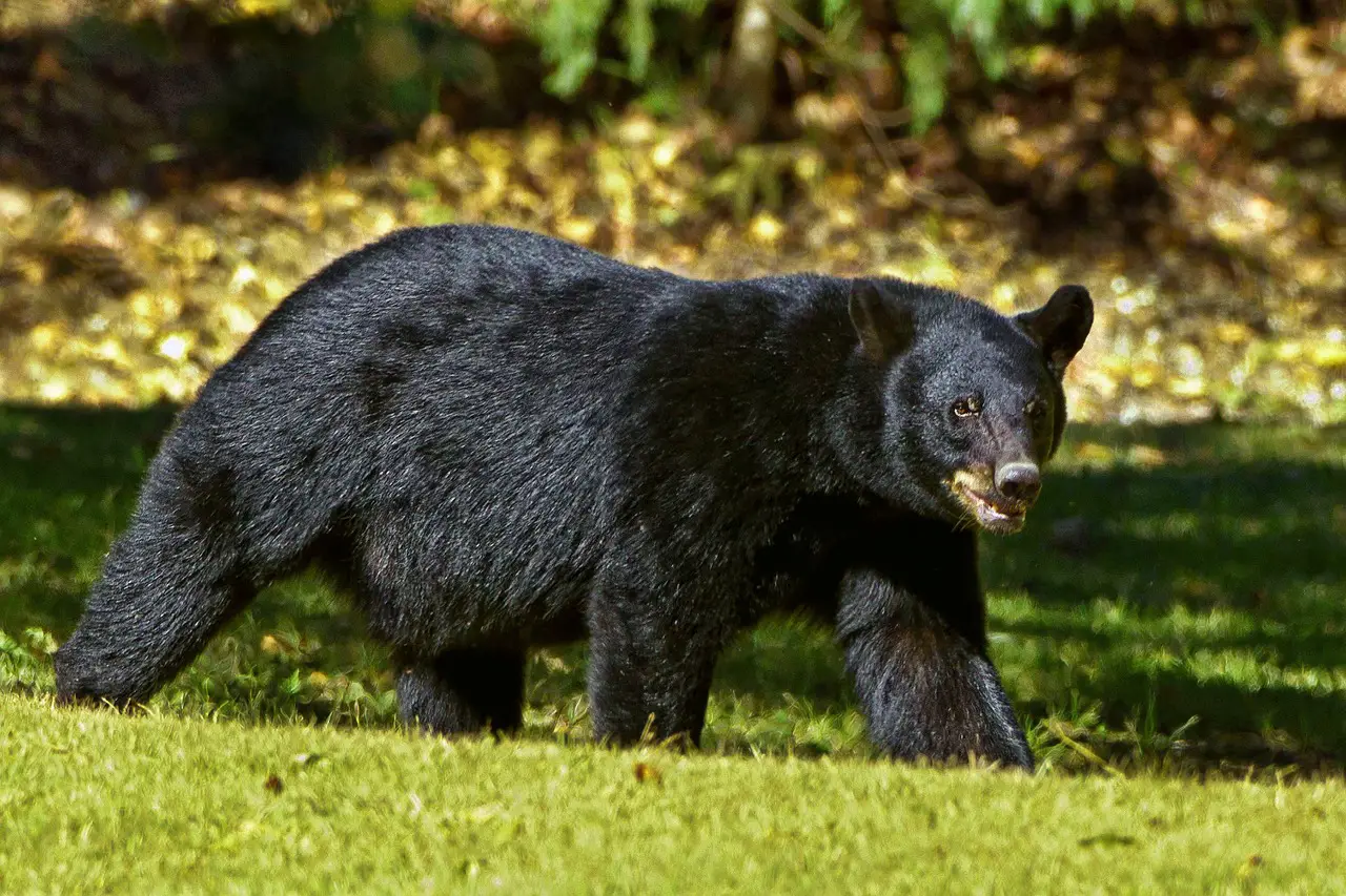 Identifying a Black Bear 