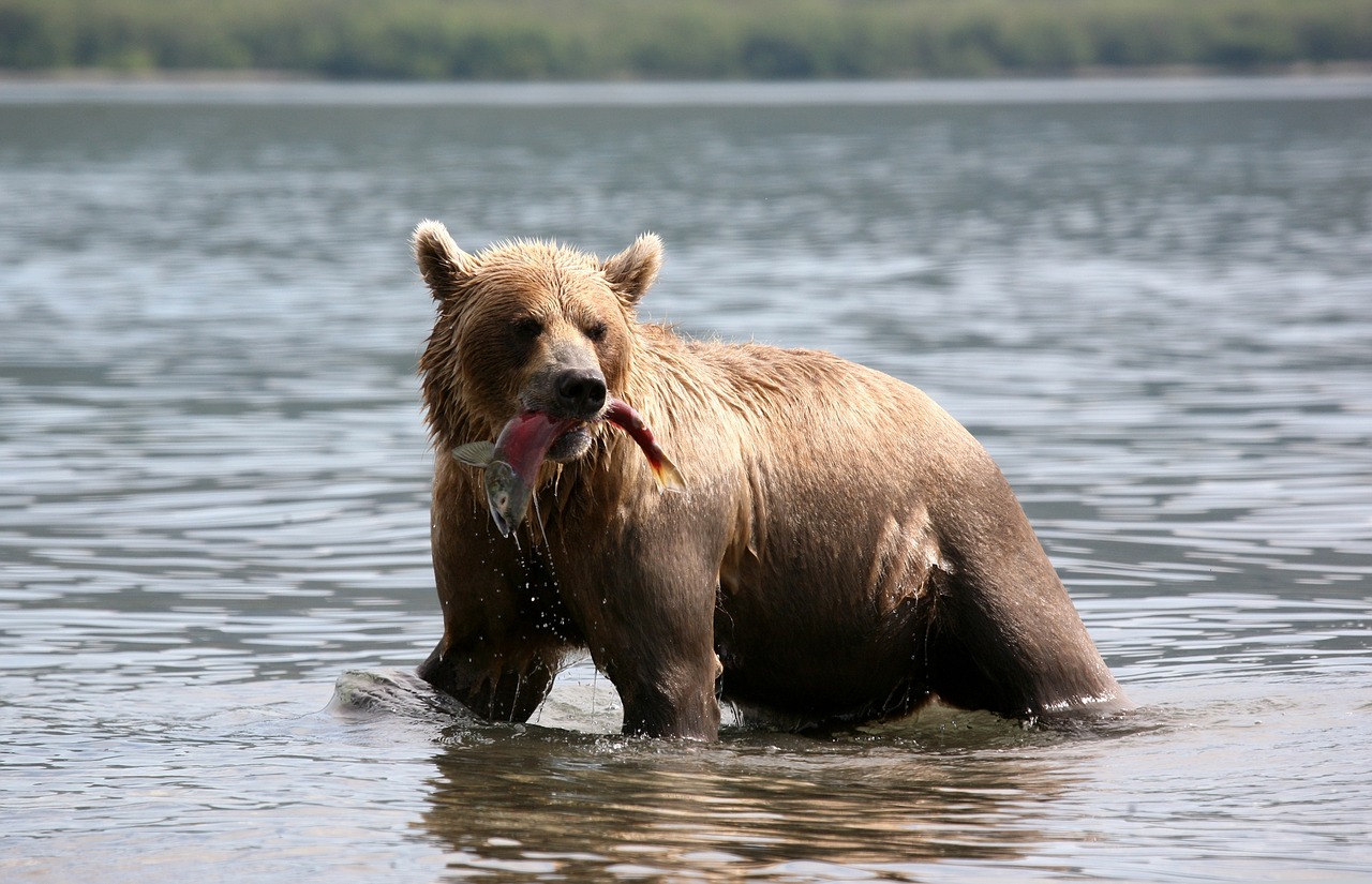 Brown Bear eating a delicious fish dinner 