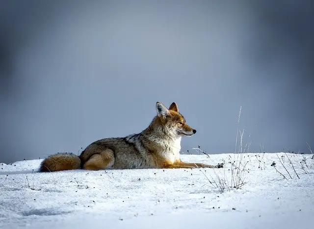 Coyote sitting on snow 