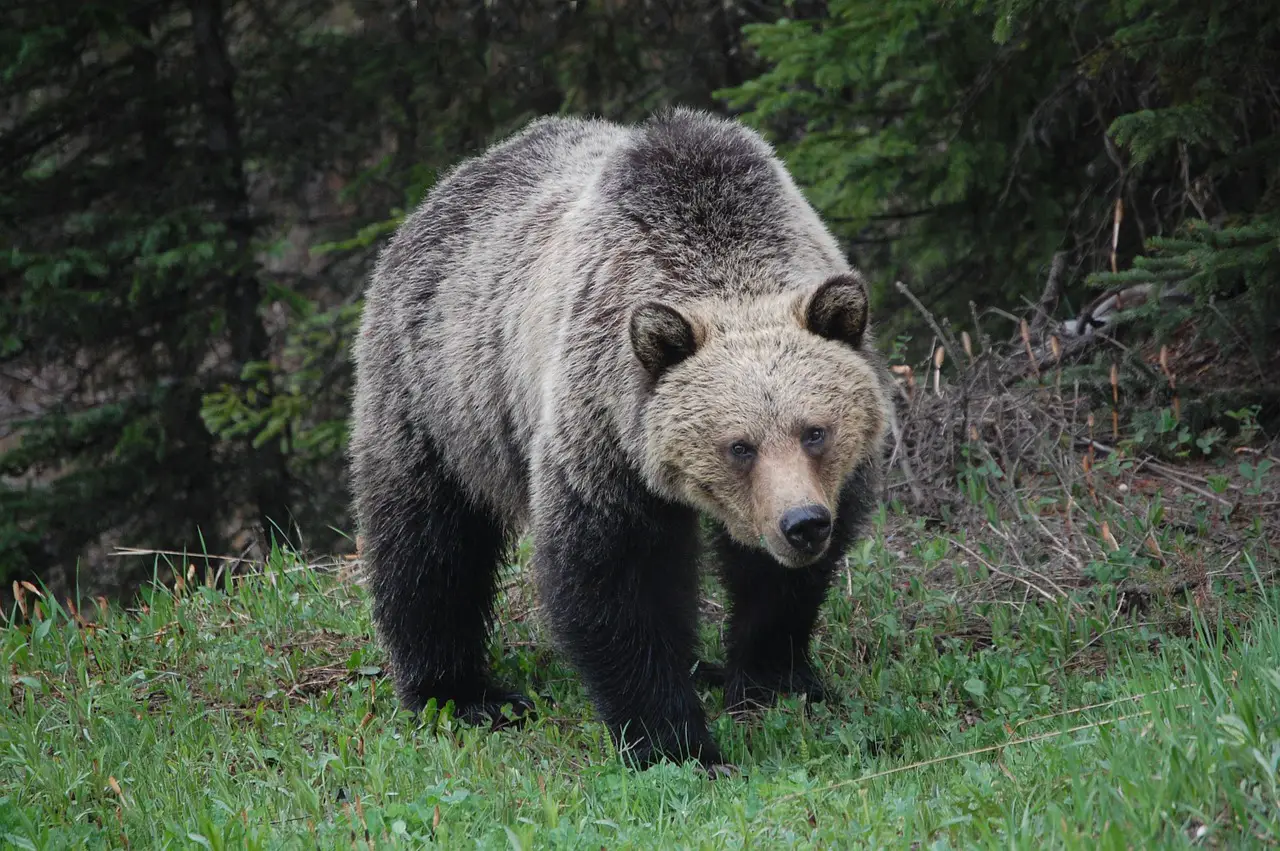 Identifying a Grizzly 