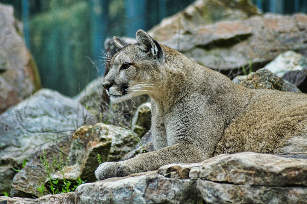 Cougar blending in with rocks 