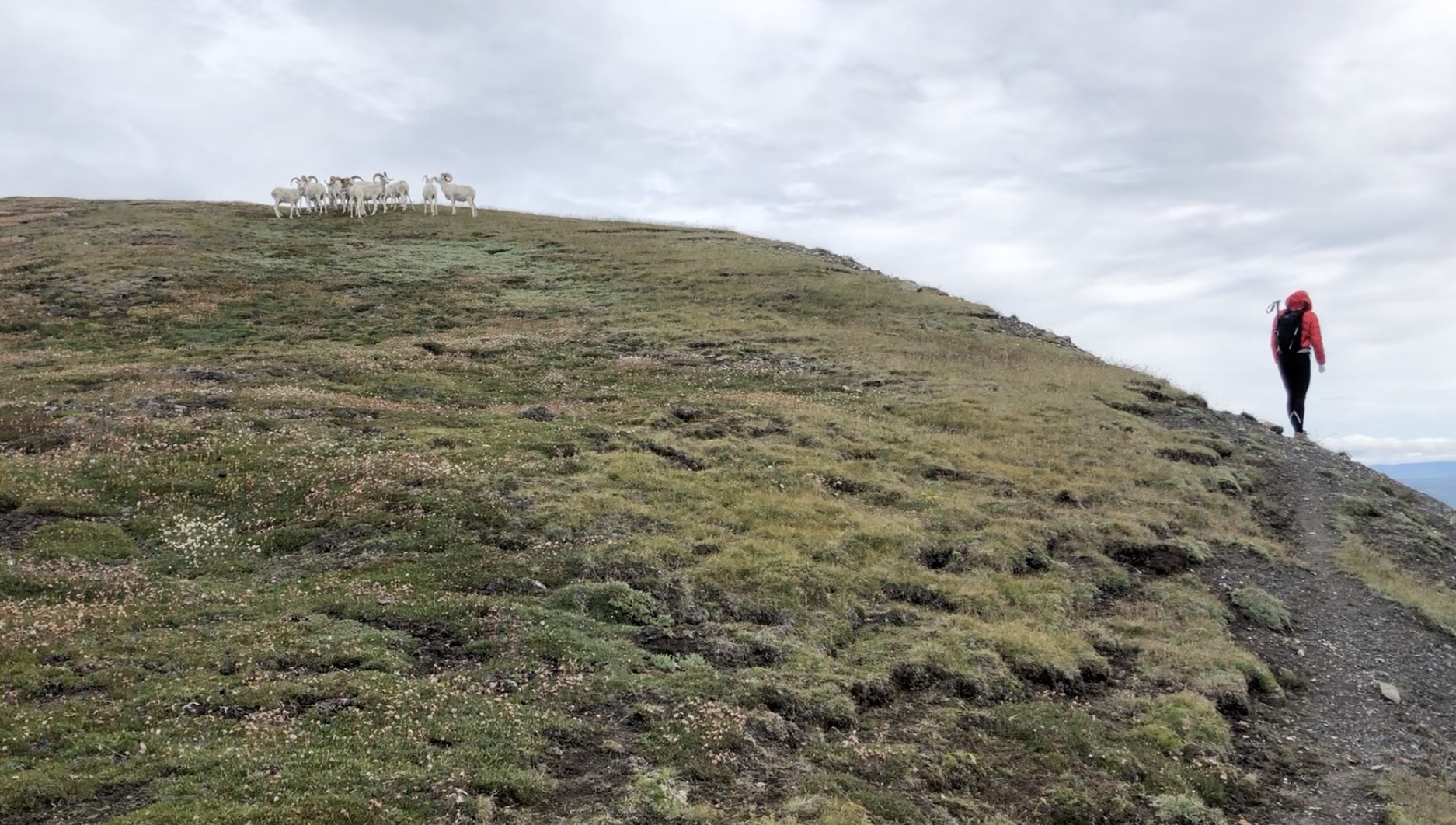 Sheep Creek, Ridge, Summit, Thachal Dhal, Yukon Hike