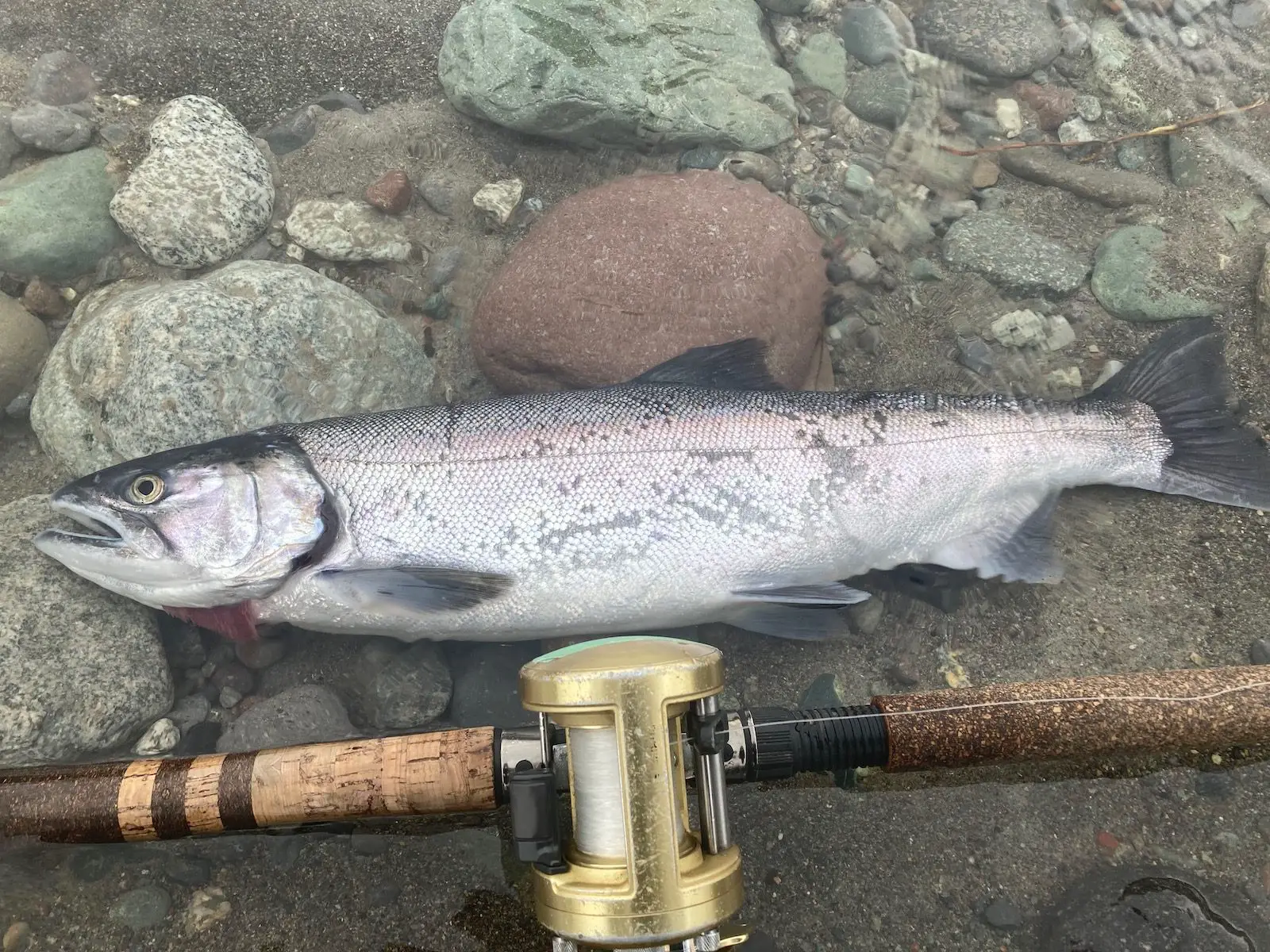 vedder river salmon fishing for chinook salmon, coho salmon, spring salmon, chum salmon 