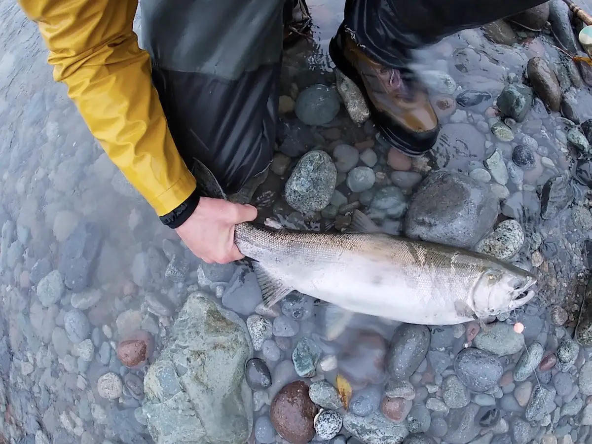 vedder river salmon fishing for chinook salmon, coho salmon, spring salmon, chum salmon 