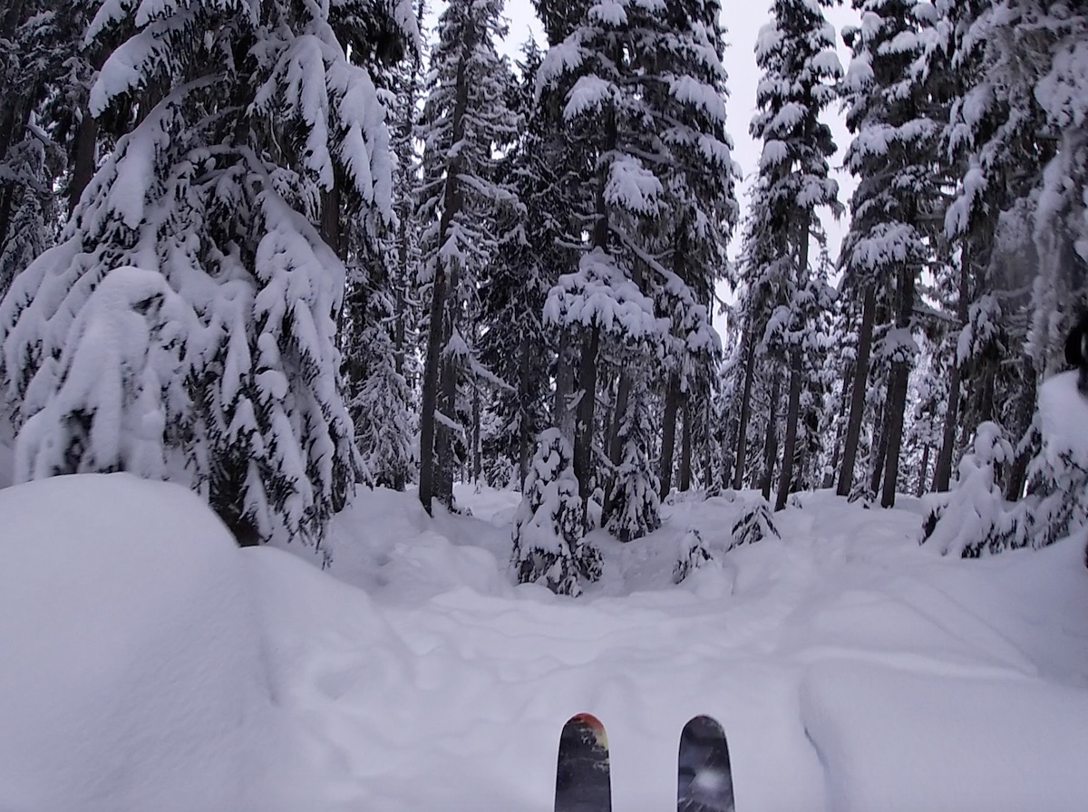 How to ski in trees, tree skiing in Whistler 