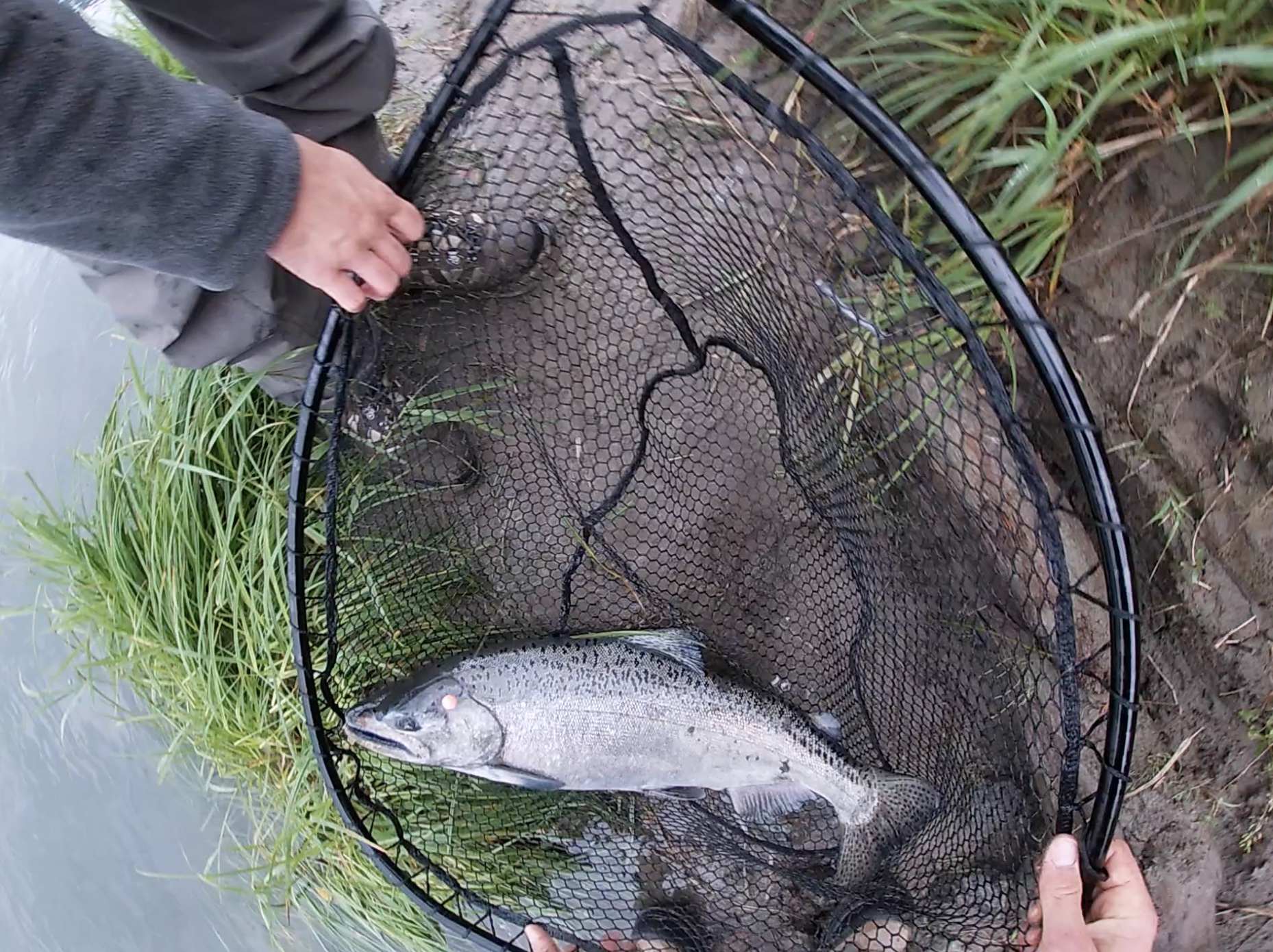 Vedder River Chinook Salmon Fishing 