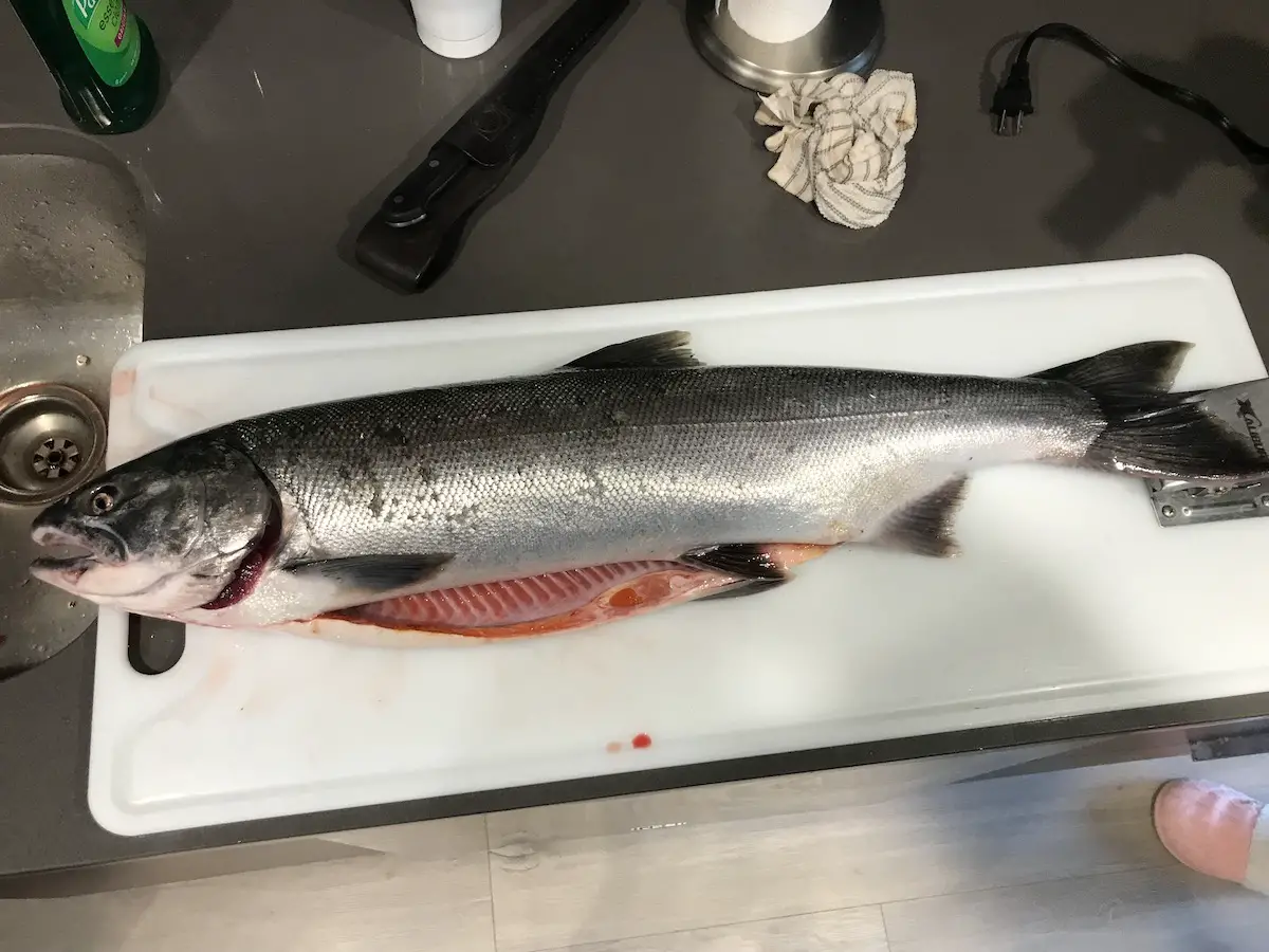 Fileting a Vedder river Coho Salmon for dinner 
