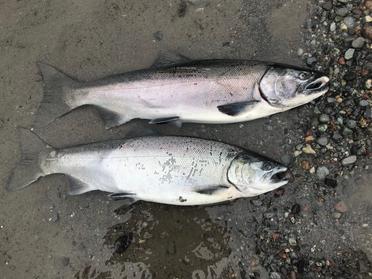 10 SECRETS to CATCH More VEDDER River COHO Salmon – Rise & Alpine