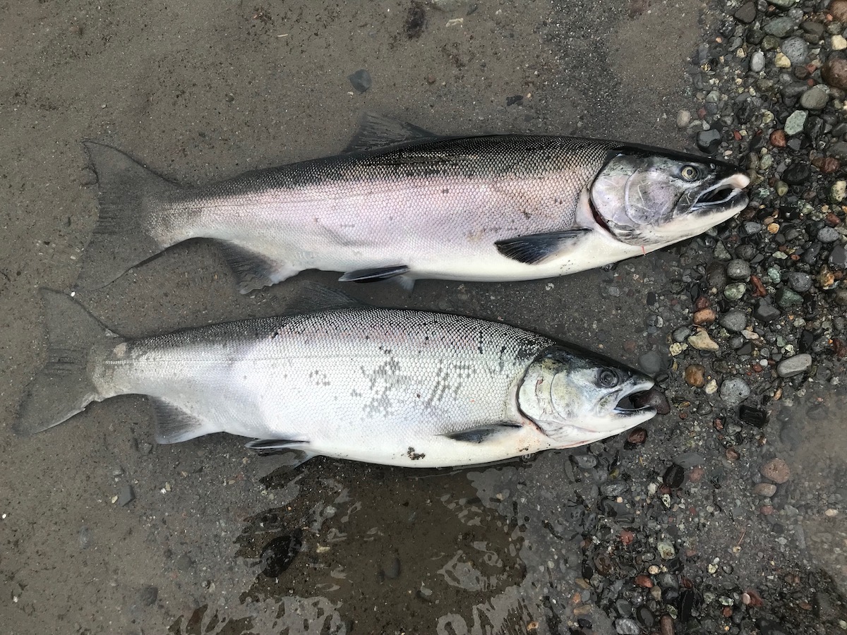 10 SECRETS to CATCH More VEDDER River COHO Salmon – Rise & Alpine