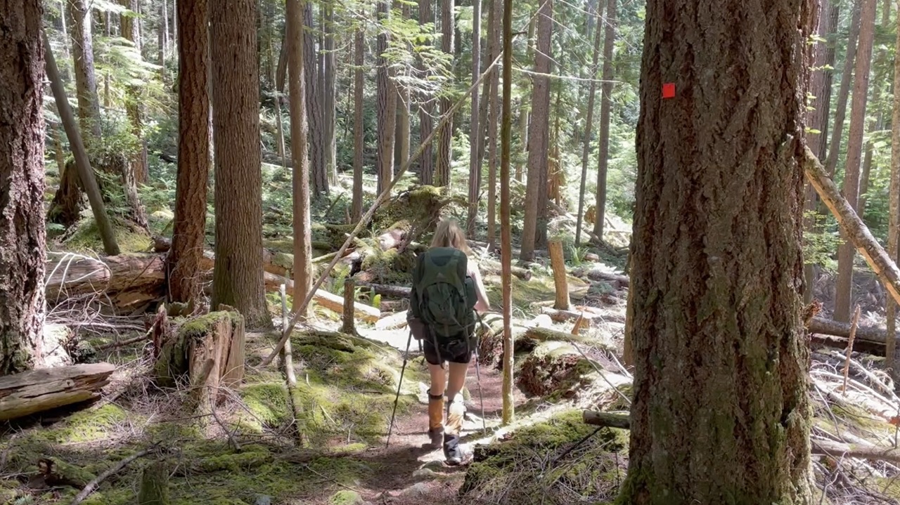 Old growth forest on the sunshine coast trail